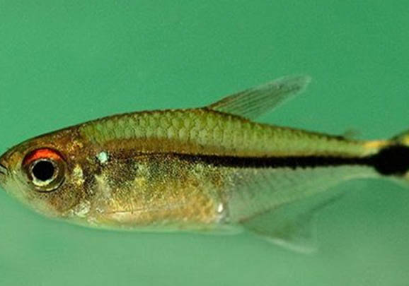 紅綠燈魚需要打氧嗎