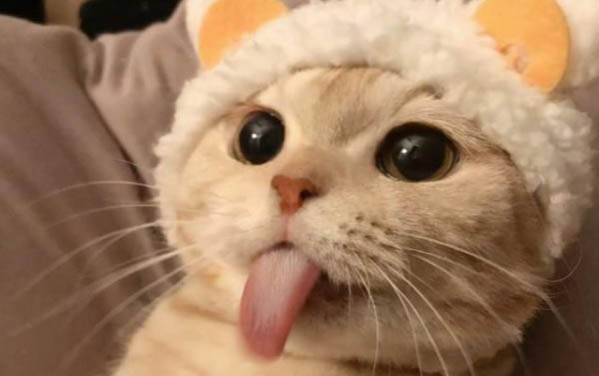 小貓一直呼嚕呼嚕的叫還一直蹭你