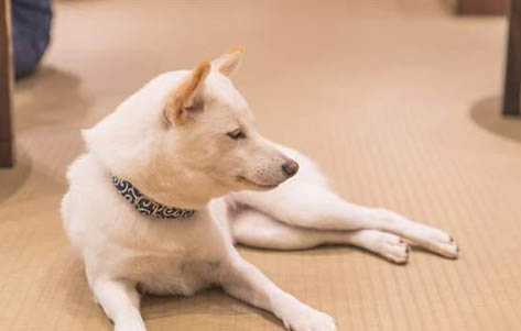 柴犬夏天需要開空調嗎