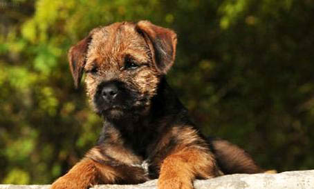 怎么訓(xùn)練邊境