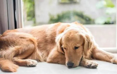 寵物犬有哪些品種