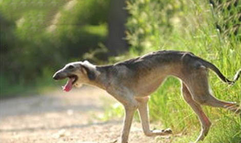 格力犬和細犬哪個好
