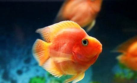 虎皮魚(yú)能和彩裙魚(yú)混養(yǎng)嗎