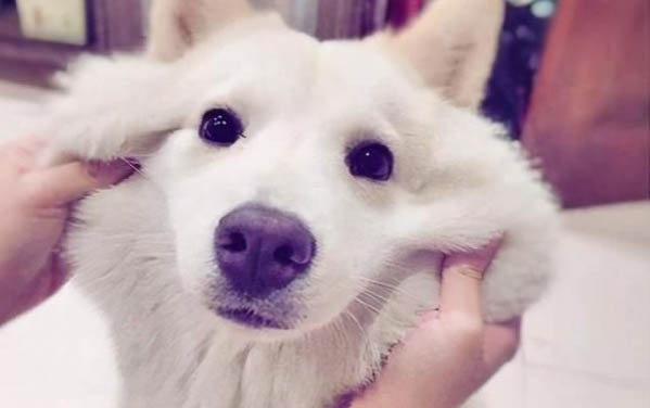 狗毛打結(jié)處理妙招