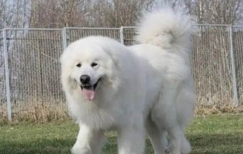 大白熊犬為什么禁養