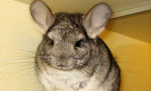 龍貓洗澡用的浴沙多久換一次？