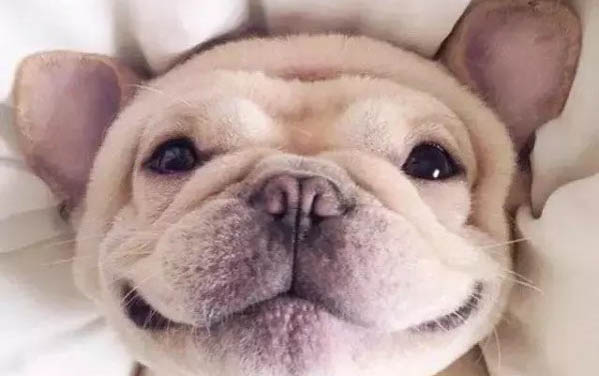 棉花面紗犬哪里有賣