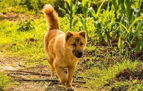 純種中華田園犬哪里有買的