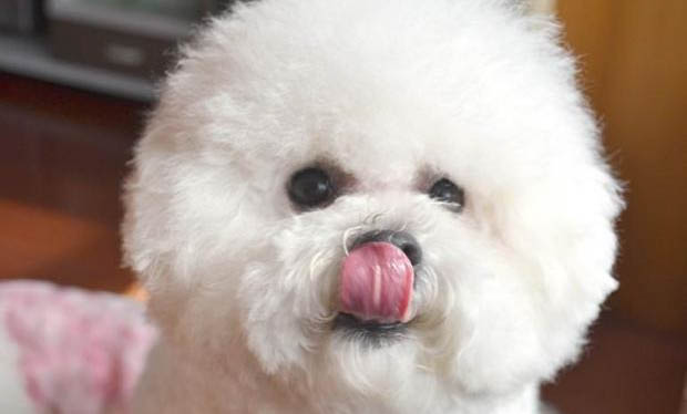 伴侶犬有哪些品種