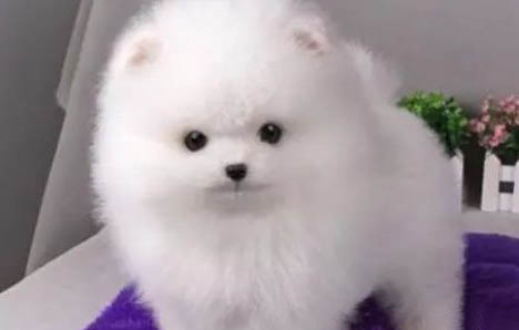 博美犬好不好養