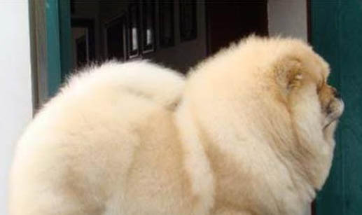 母犬絕育多久恢復