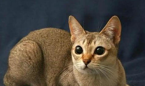 懷孕新加坡貓咳嗽吃什么藥