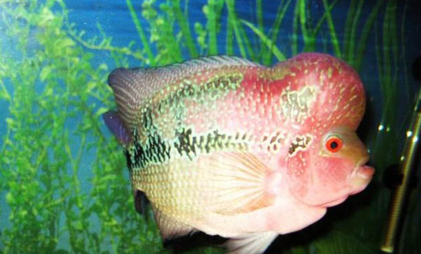 羅漢魚如何才能保養顏色更鮮艷?