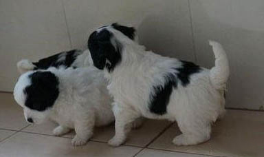 蝴蝶犬流眼淚眼屎多的原因及處理方法