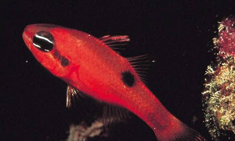 鯊魚有哪些種類