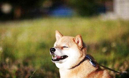 柴犬老是干嘔的原因及處理方法