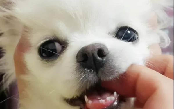 狗狗五天不吃飯喂了葡萄糖？
