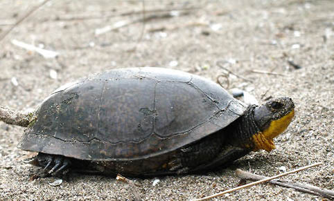 寵物龜注射注意事項