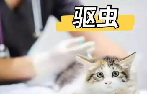 貓咪無緣無故咬人是什么原因