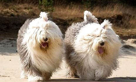 比利時(shí)牧羊犬哪種顏色好