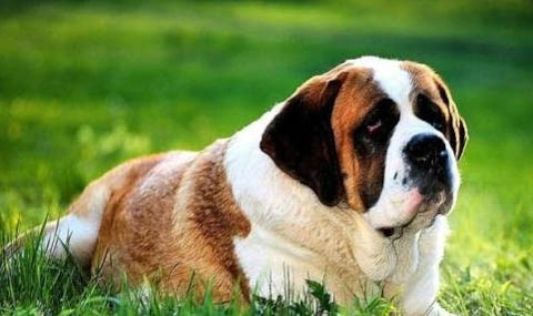 圣伯納犬口吐白沫的原因及處理方法