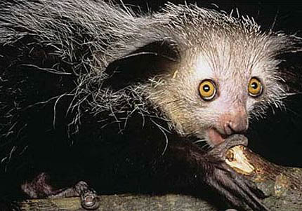 國內(nèi)為什么不能養(yǎng)拇指猴