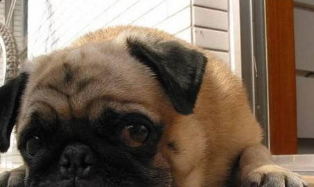 八哥犬掉毛嚴重怎么辦