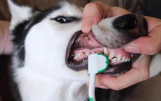 狗腸炎可以喝什么