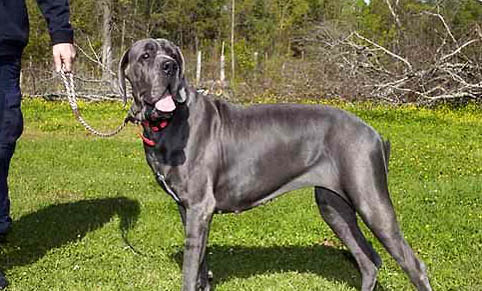 大丹犬幾天可以走路