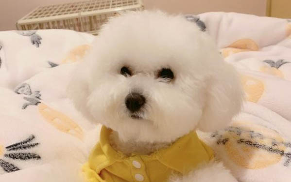 狗眼屎臭什么原因