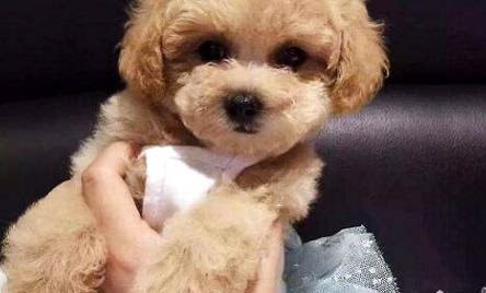 泰迪犬和比熊犬哪個好養