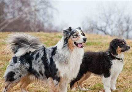 澳大利亞牧羊犬眼屎的原因及處理方法