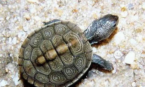 寵物龜的給藥方式有哪些