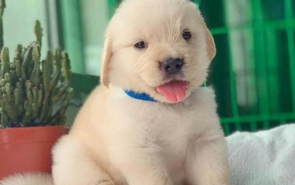 俊介狗狗多少錢一只