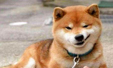 柴犬可以訓練到什么程度
