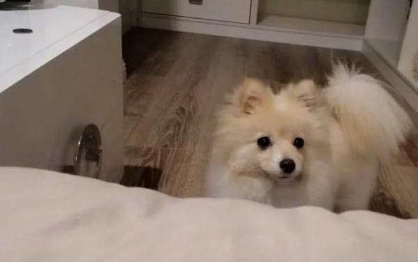 哪里有賣博美犬