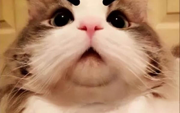 貓咪尾巴上有疙瘩的原因及處理方法