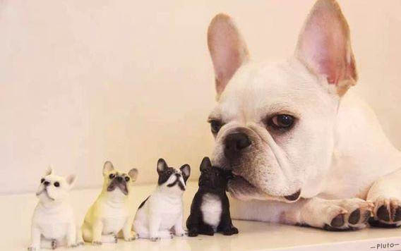 東德幼犬挑選口訣有哪些