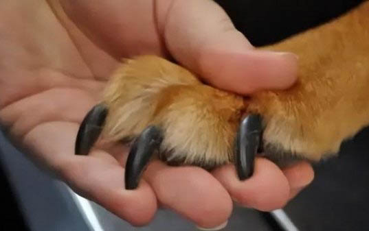 狗狗耳朵結痂是什么病啊