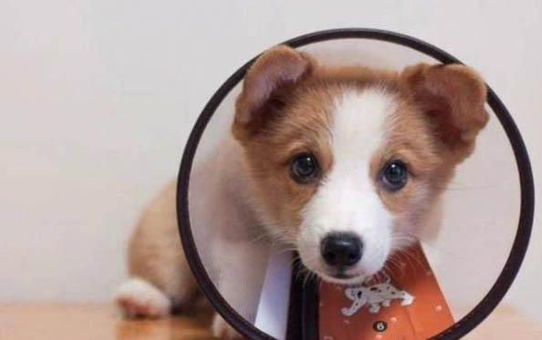 狗狗肛門腺多久擠一次