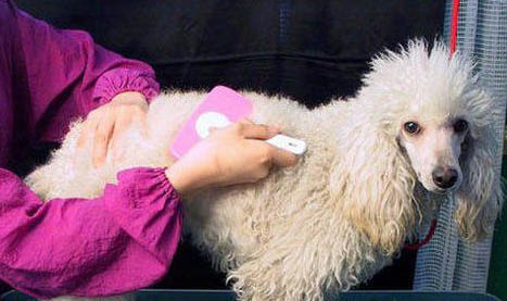 巨型貴賓犬幾個月成年