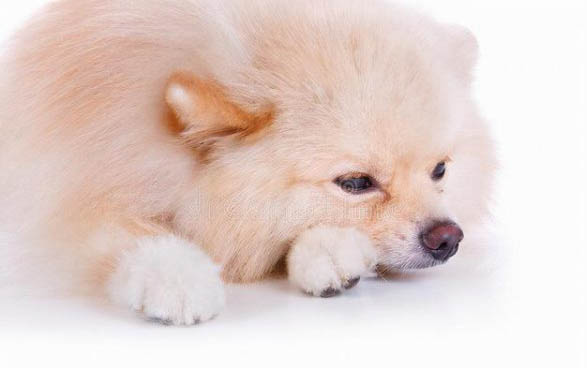 狗狗感冒和犬瘟如何區(qū)分