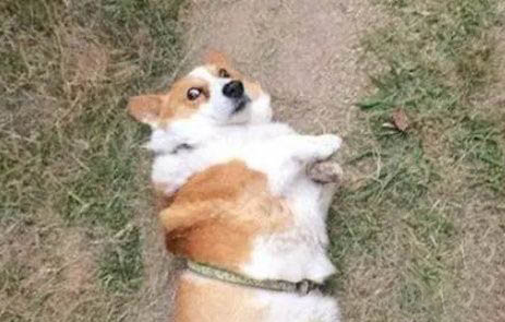 狗狗拉稀帶血絲怎么辦