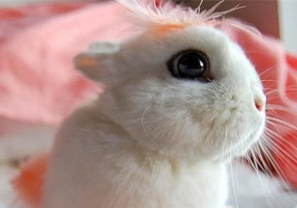 海棠兔多久認(rèn)主人