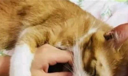 貓吐舌頭一定是傳腹嗎