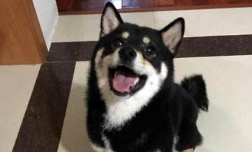 養柴犬需要什么