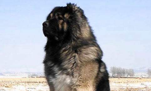 犬瘟狗狗吃什么增強免疫力呢