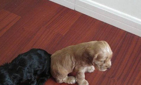 怎么把馬犬幼犬訓練成警犬