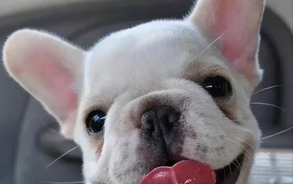 法國斗牛犬怕冷嗎