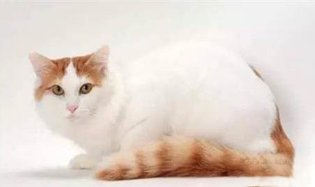 土耳其梵貓拉肚子原因及處理方法